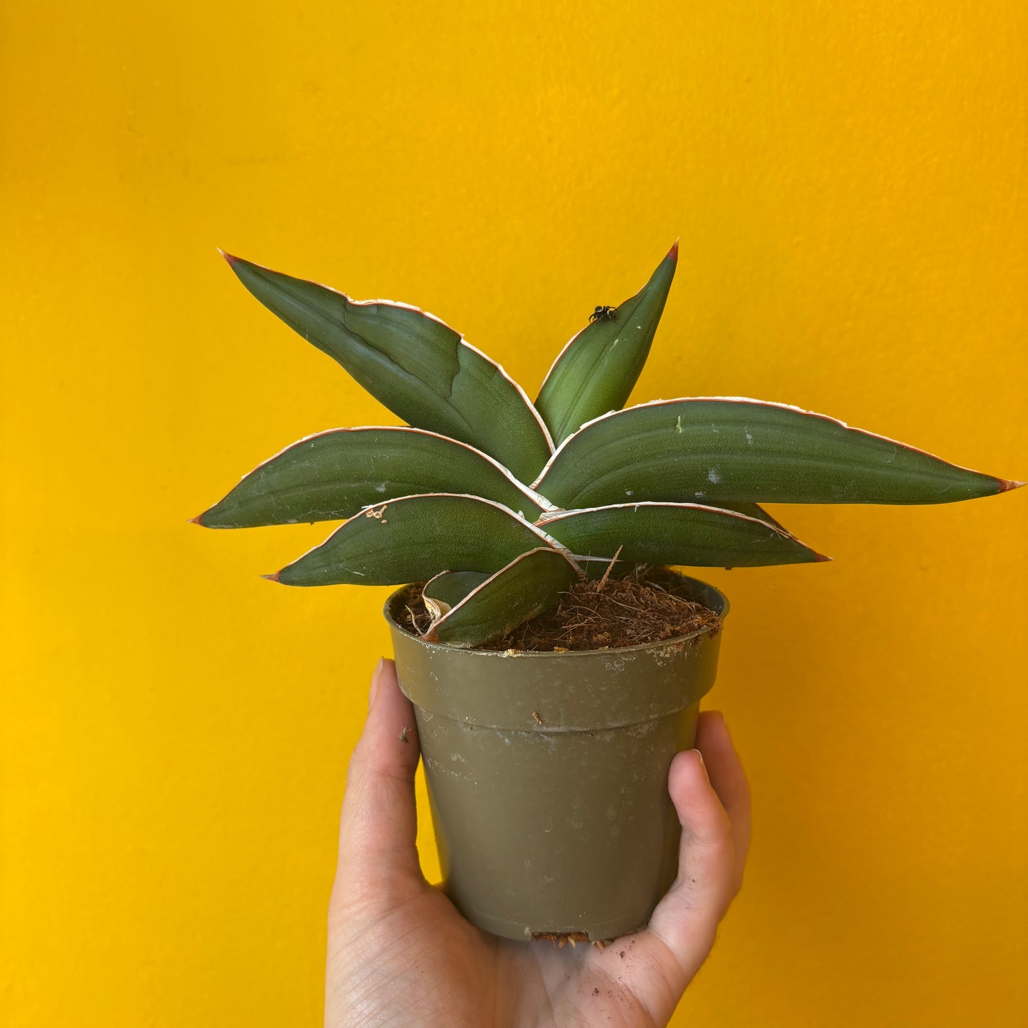Snake Plant `Samurai`- Small