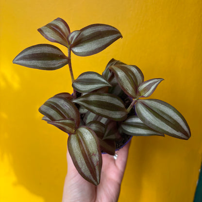 Spiderworts (Tradescantia)