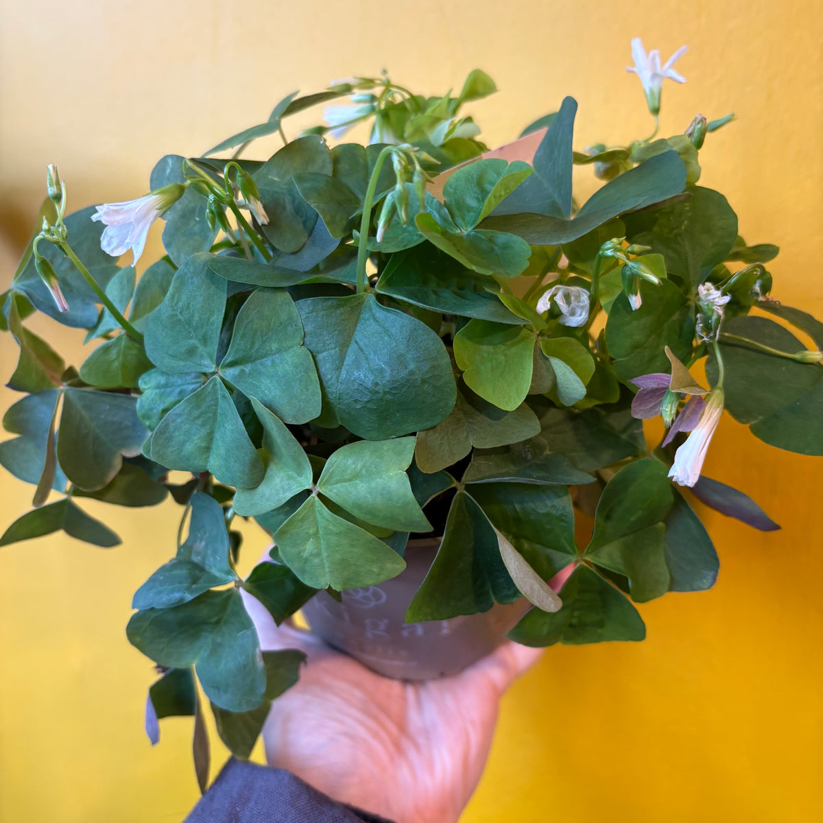 Oxalis Purple or Green - Medium