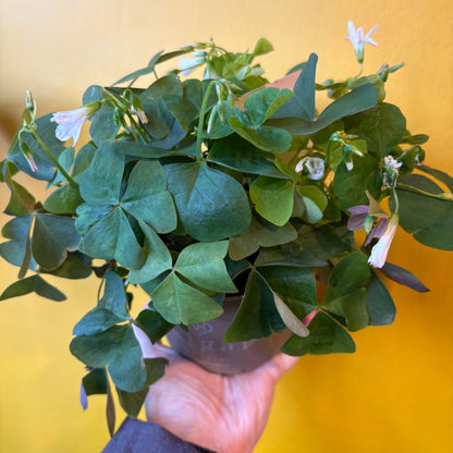 Oxalis Purple or Green - Medium