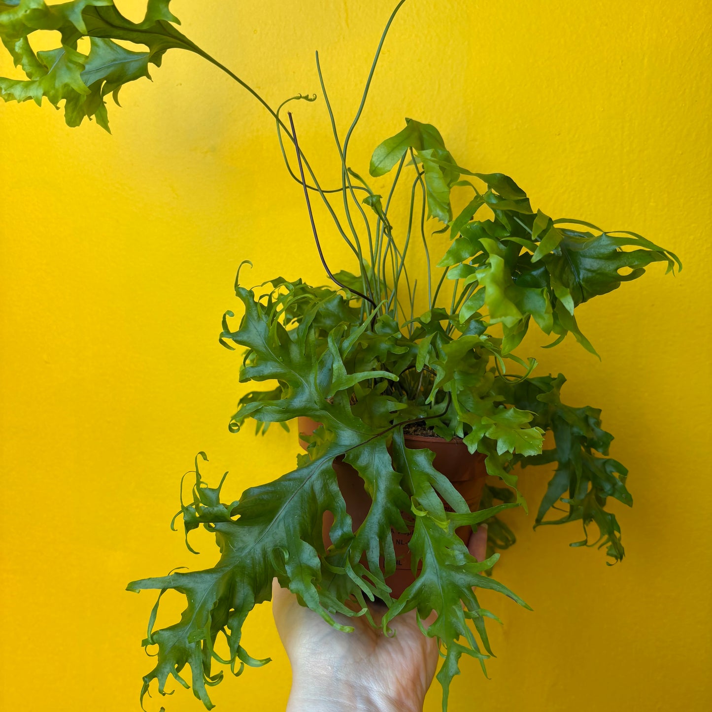 Ferns `Birds Nest` - Medium