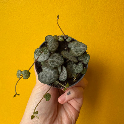 String of Hearts sizes