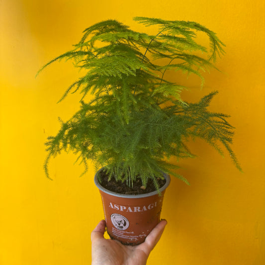 Fern `Asparagus` - Medium