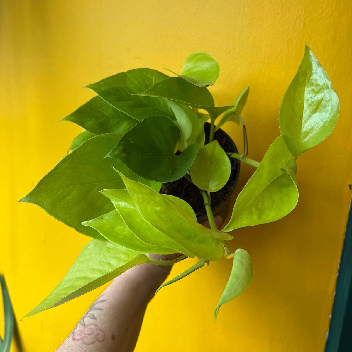 Pothos 'Golden/Lime'- Medium