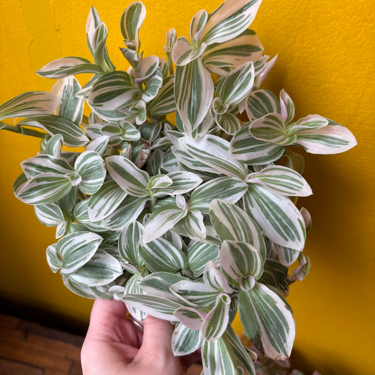 Spiderworts (Tradescantia)