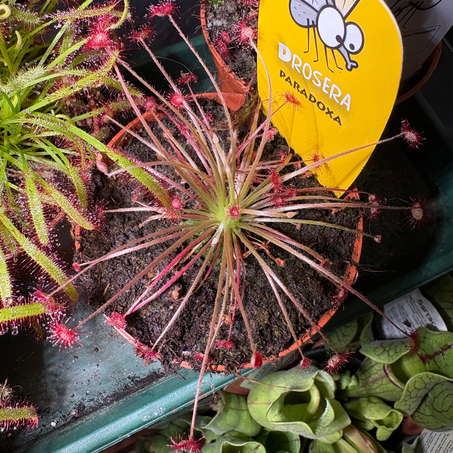 Carnivorous Cape Sundews - Small