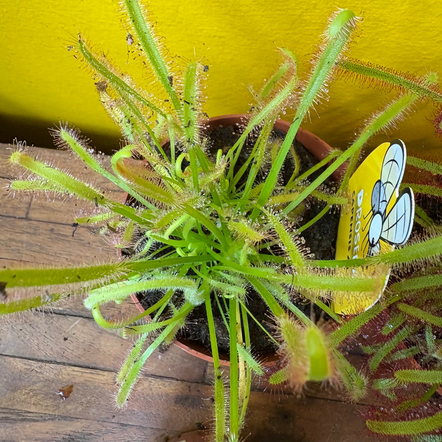 Carnivorous Cape Sundews - Small