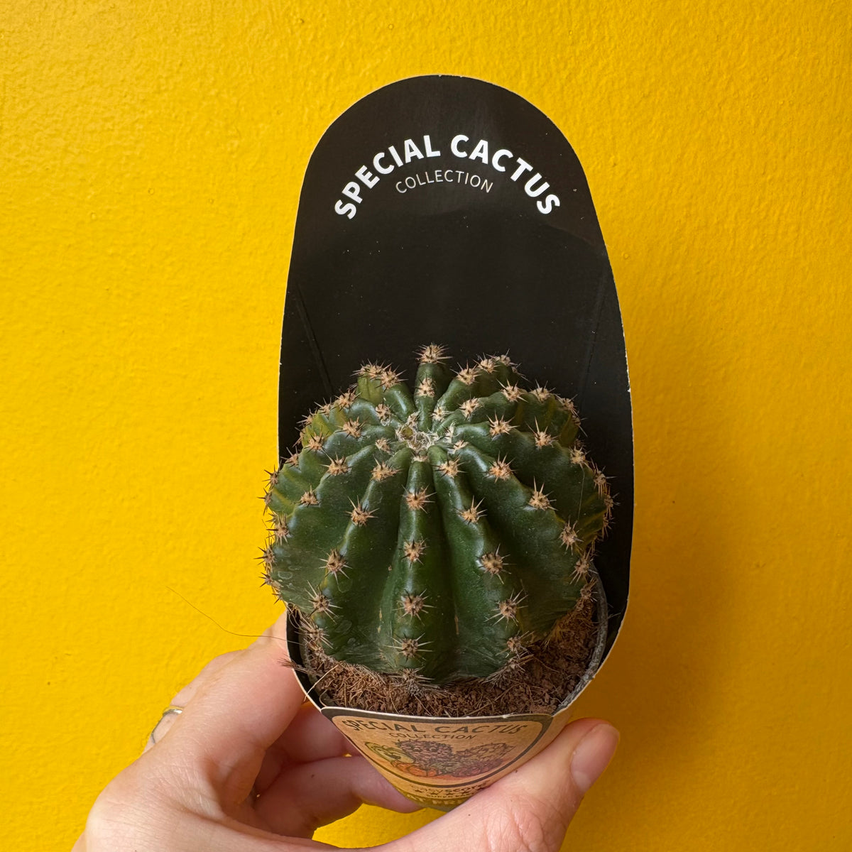 Cacti Mix- Small