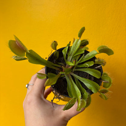 Carnivorous Venus Fly Trap