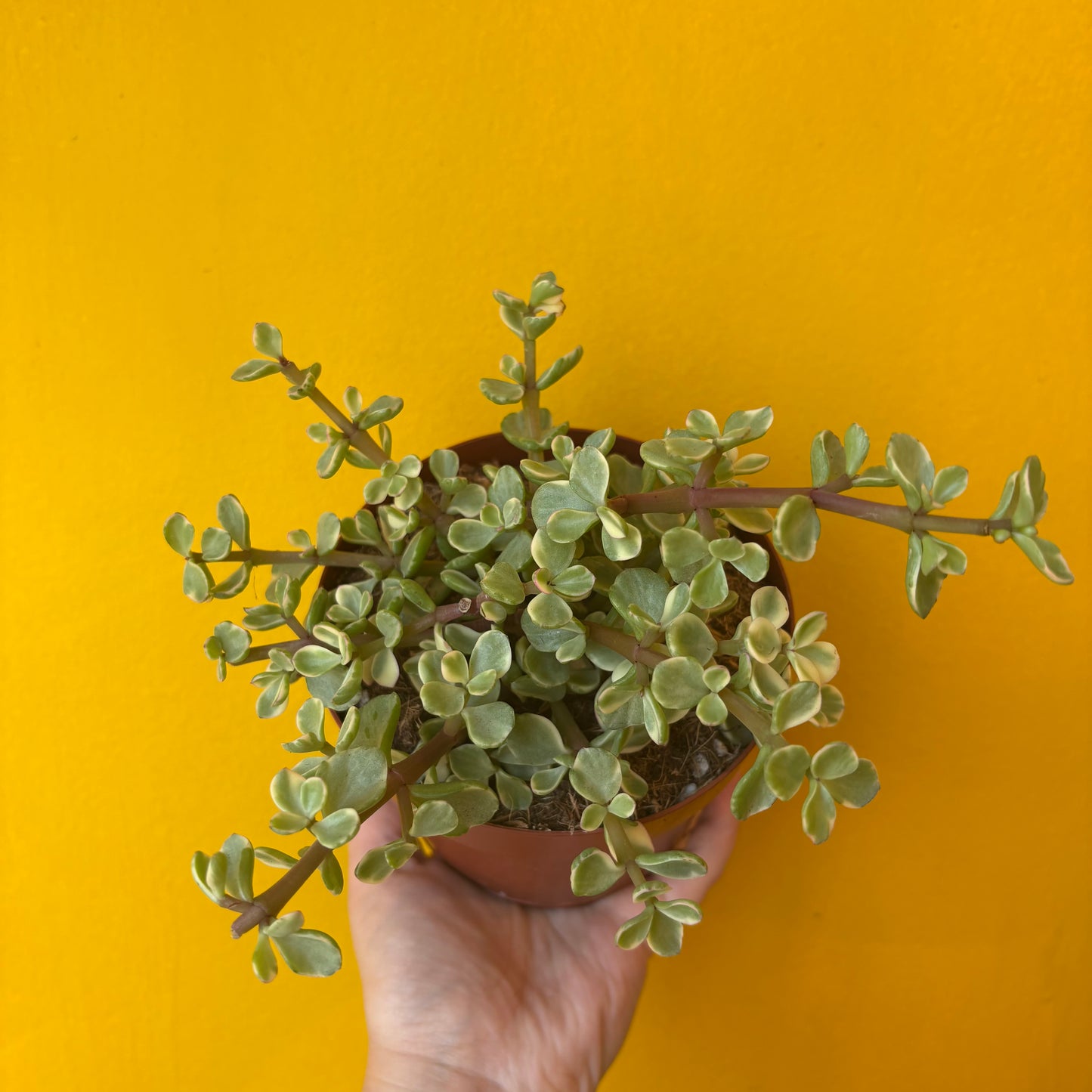 Money Plants - Medium