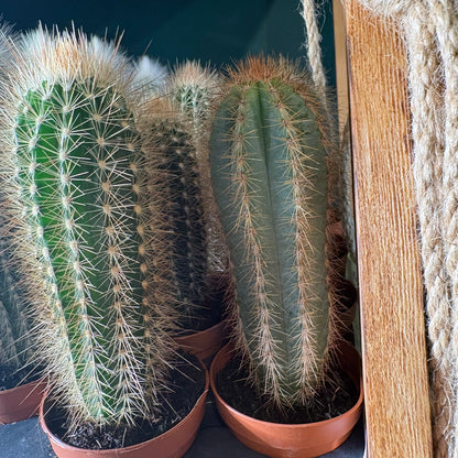 Cactus Mini's that grow tall