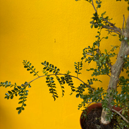 Elephant tree