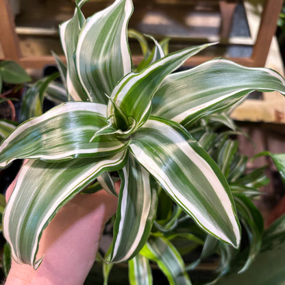 Dragon Plant - Babies