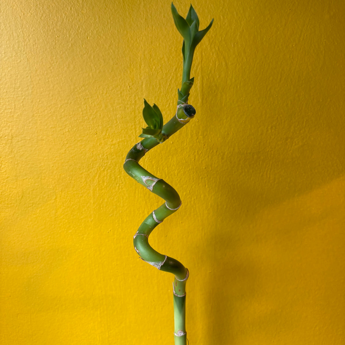 Lucky Bamboo 40cm
