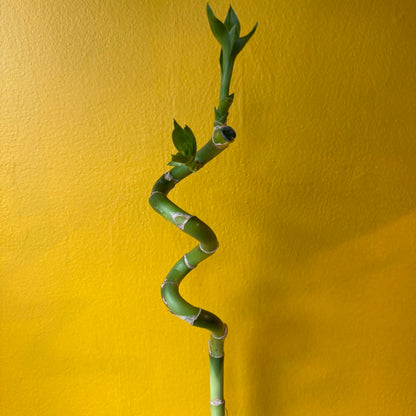 Lucky Bamboo 40cm