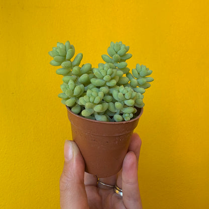 Donkeys/Burros Tail Succulent - Small