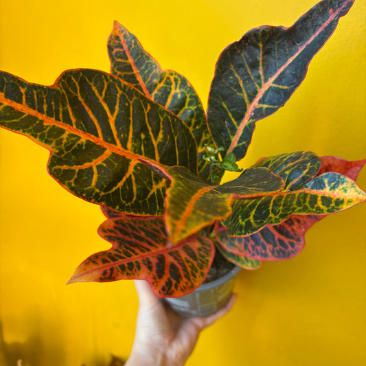 Croton 'Excellent' - Medium
