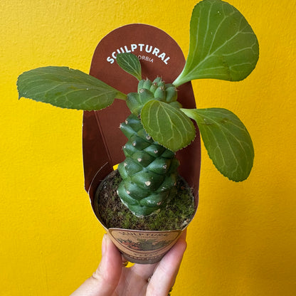 Euphorbia ritchiei - Mini