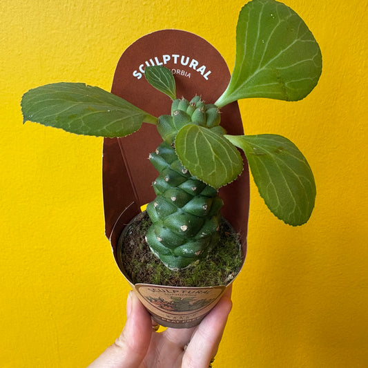 Euphorbia ritchiei - Mini