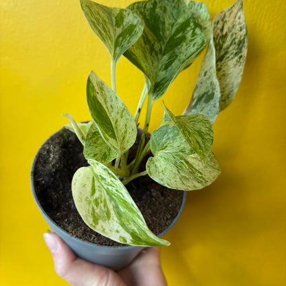 Pothos `Snow Leopard` - Small