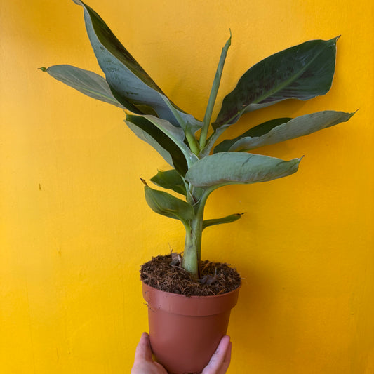 Banana `Tropicana`- Medium