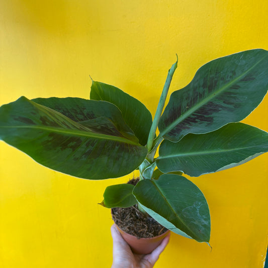 Banana `Tropicana`- Medium