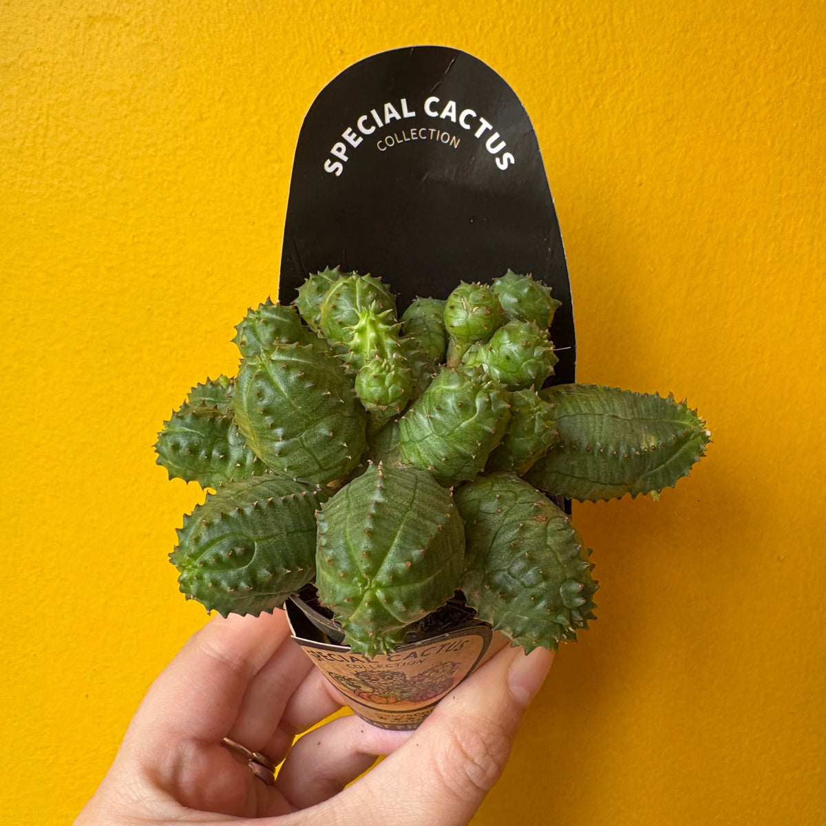 Cacti Mix- Small