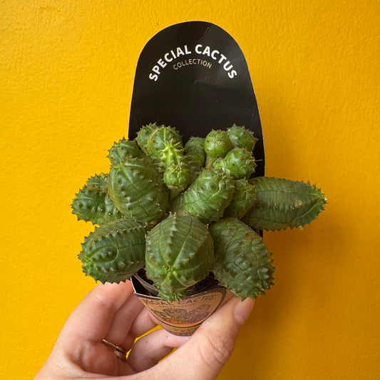 Cacti Mix- Small