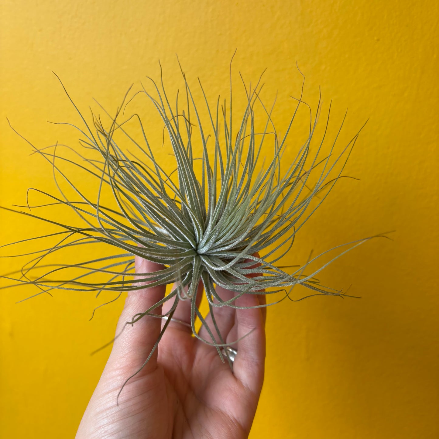 Airplants