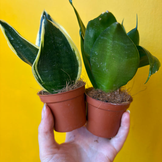 Snake Plant Hahnii Mix - Mini