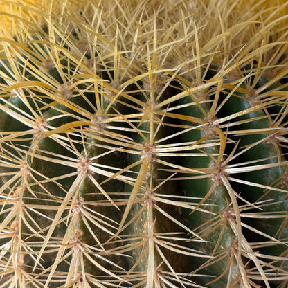 Cactus Golden Barrel - Large or XL