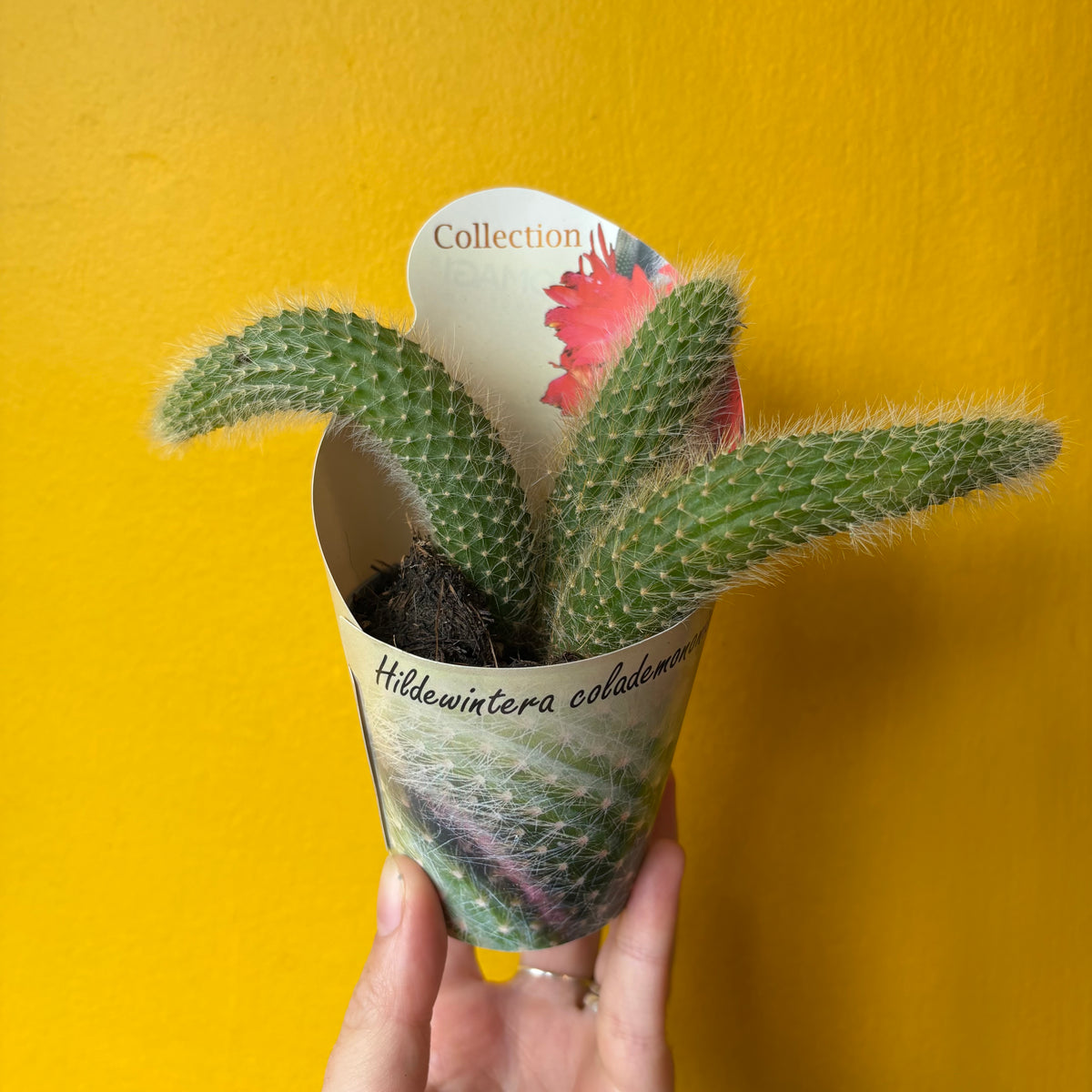 Cactus Hildewintera 'Monkey Tail'