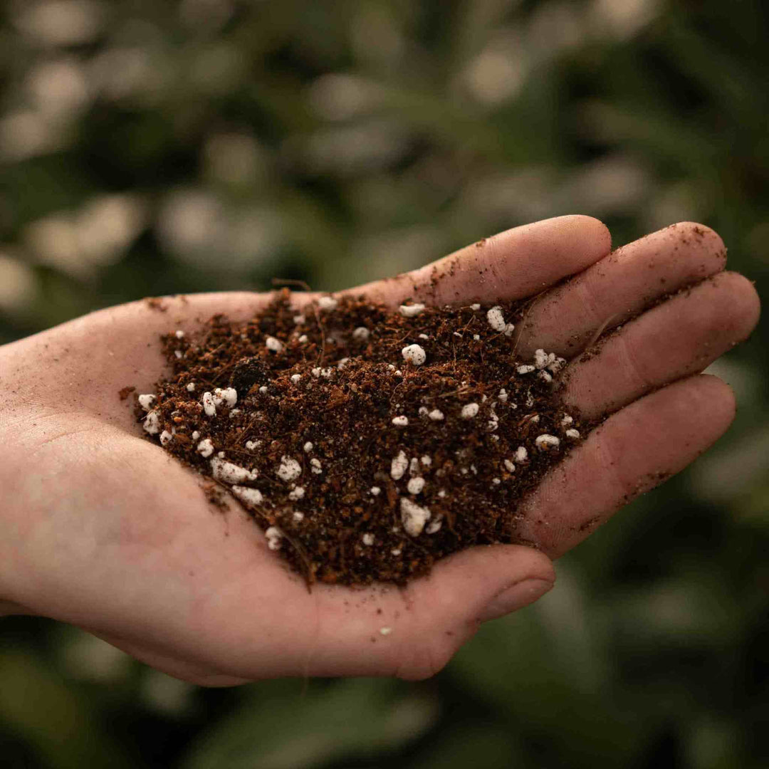 Soil Mix - Ferns/Palms