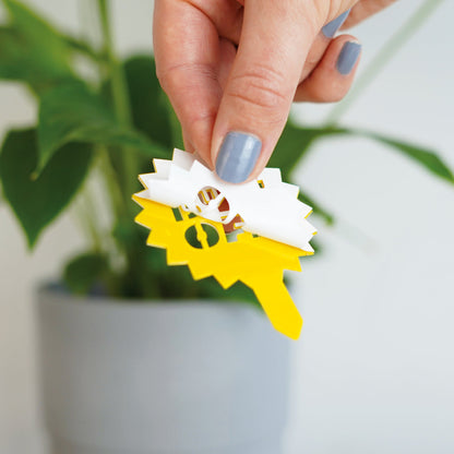 Houseplant Fly Traps