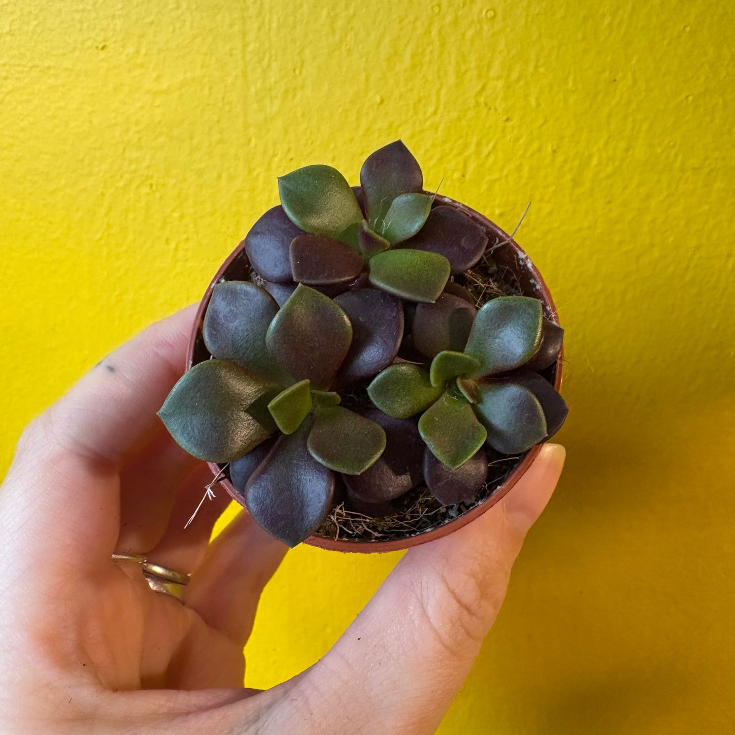 Anacampseros `Sunrise` succulent - Mini