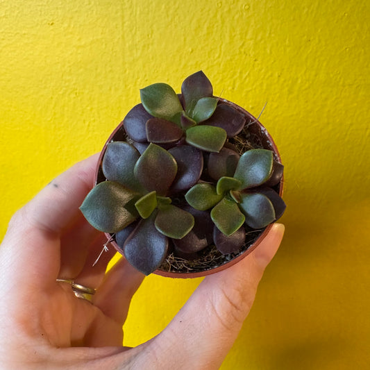 Anacampseros `Sunrise` succulent - Mini
