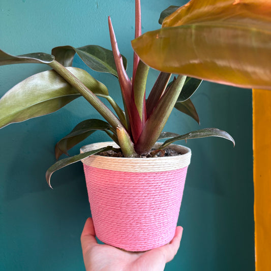 Basket - Mood Boosting Colours