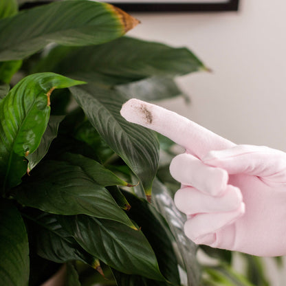 Houseplant Duster Gloves