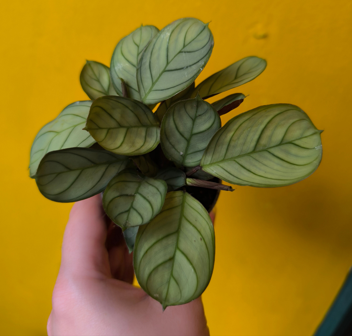 Prayer Plant `Amabilis Mint` - Mini