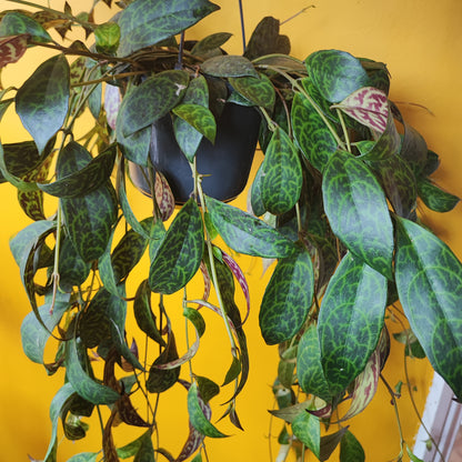 Lipstick "Zebra Basket Vine" Plant