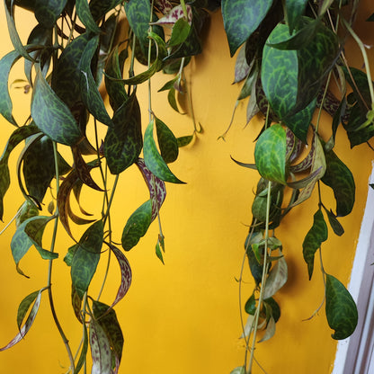 Lipstick "Zebra Basket Vine" Plant