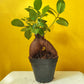 Ginseng Ficus