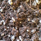 Soil Mix - Aroid (cheeseplant/pothos)