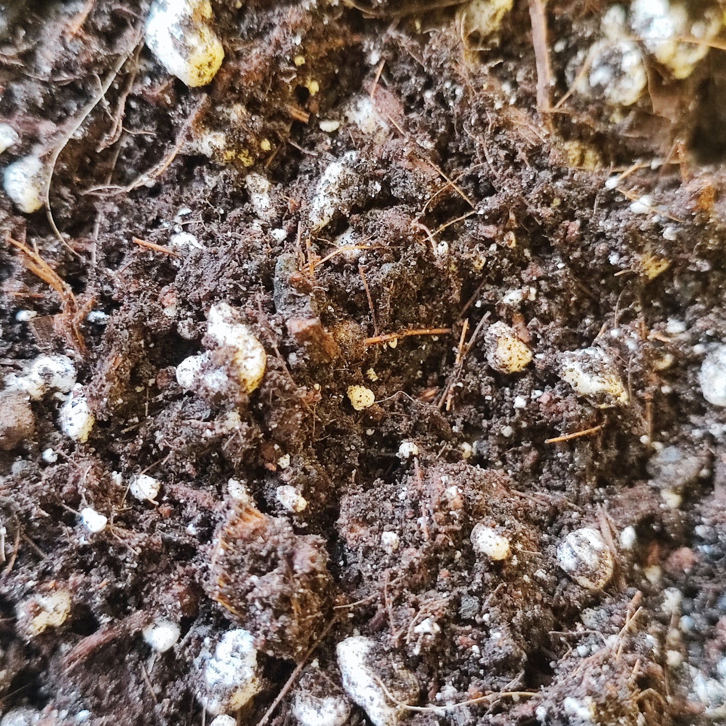 Soil Aroid Mix (cheeseplant/pothos)