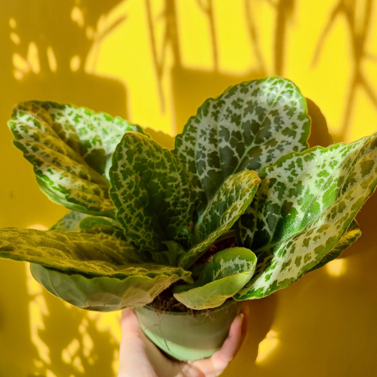 Streptocarpus "Pretty Turtle"