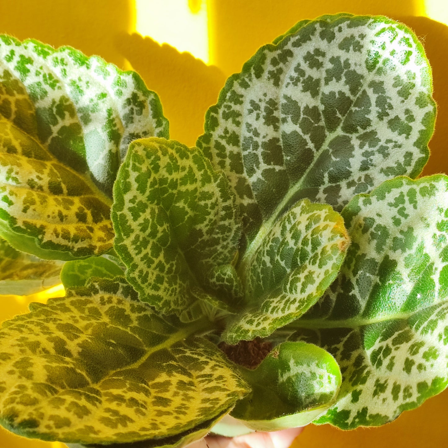 Streptocarpus "Pretty Turtle"