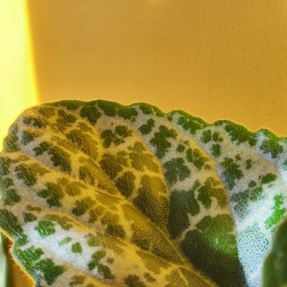 Streptocarpus "Pretty Turtle"