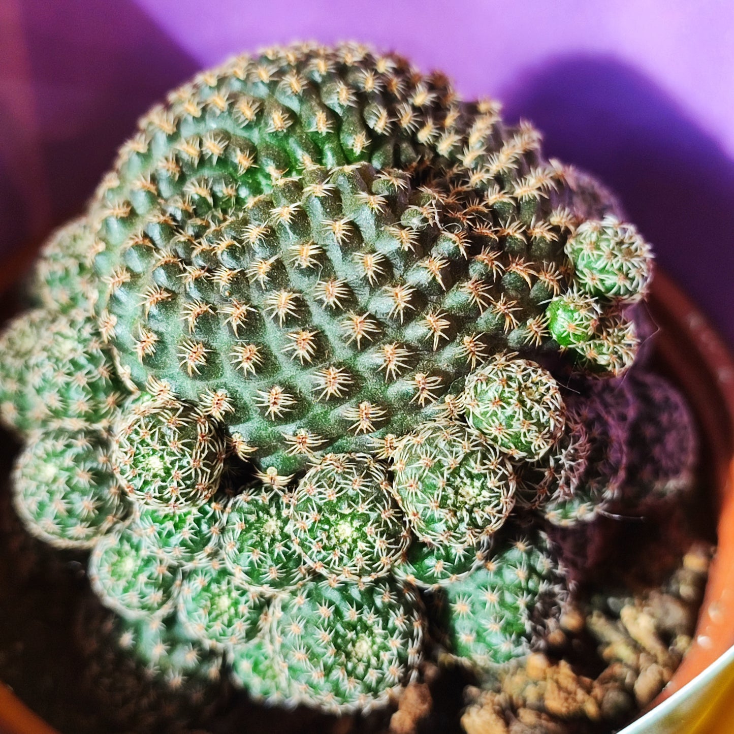 Cactus Clumping/Grooved