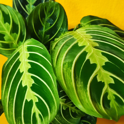 Prayer Plant Rare Lemon Lime