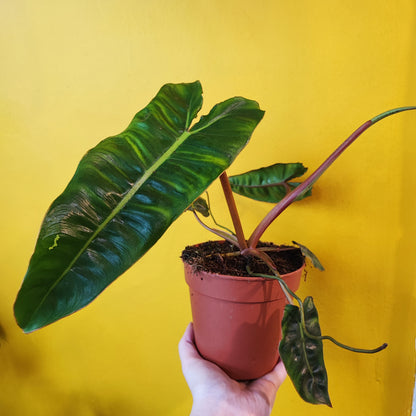 Philodendron billietiae (rare)